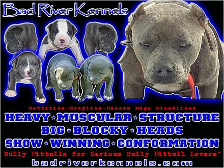 blue pitbull puppies for free. Blue Pitbull Puppies for Sale